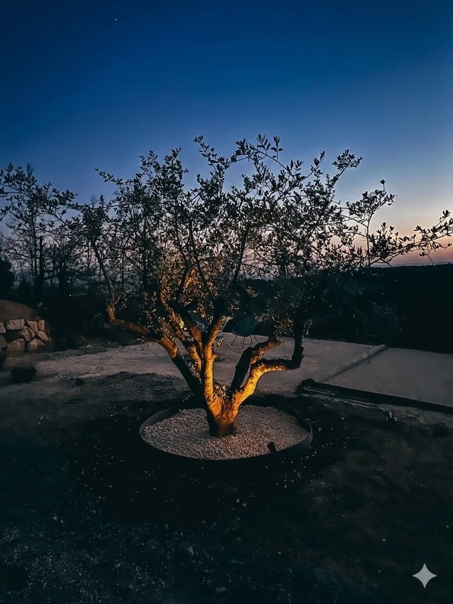 L'olivier éclairé au crépuscule
